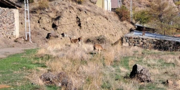 koyde-yaban-kecileri-ozgurce-otluyor-EtylfvKf.jpg