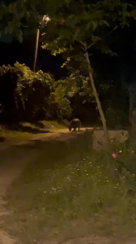 koye inen ayi koylulere heyecan ve korku yasatti 2 4XAl2CyF