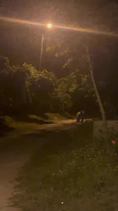 koye inen ayi koylulere heyecan ve korku yasatti 3 yZi8rwfe