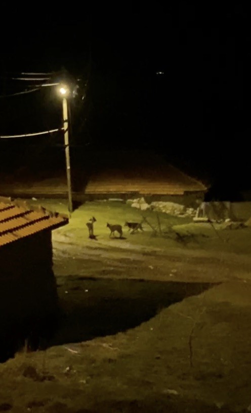 koye inen kurt surusu kamerada 0 zUlEzcuC