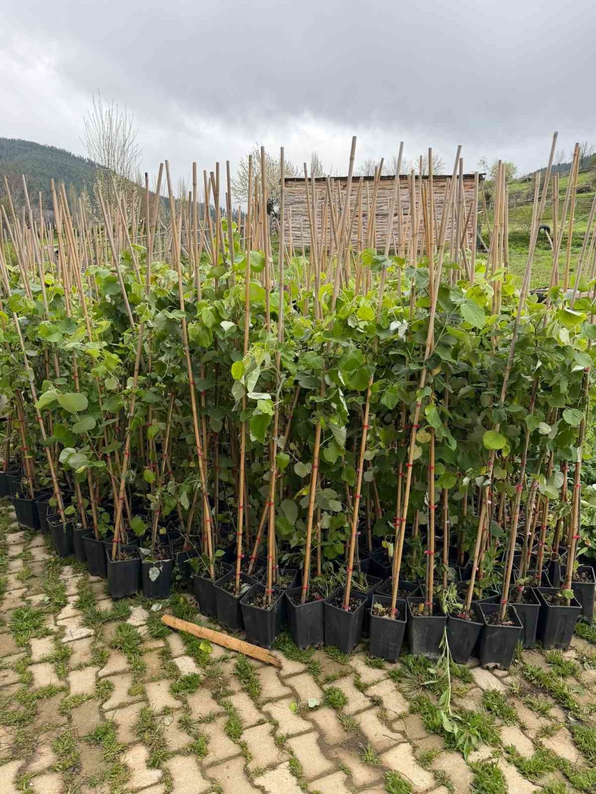 koylulerden ornek davranis 600 fidan toprakla bulustu 5 ZGj6NWGO