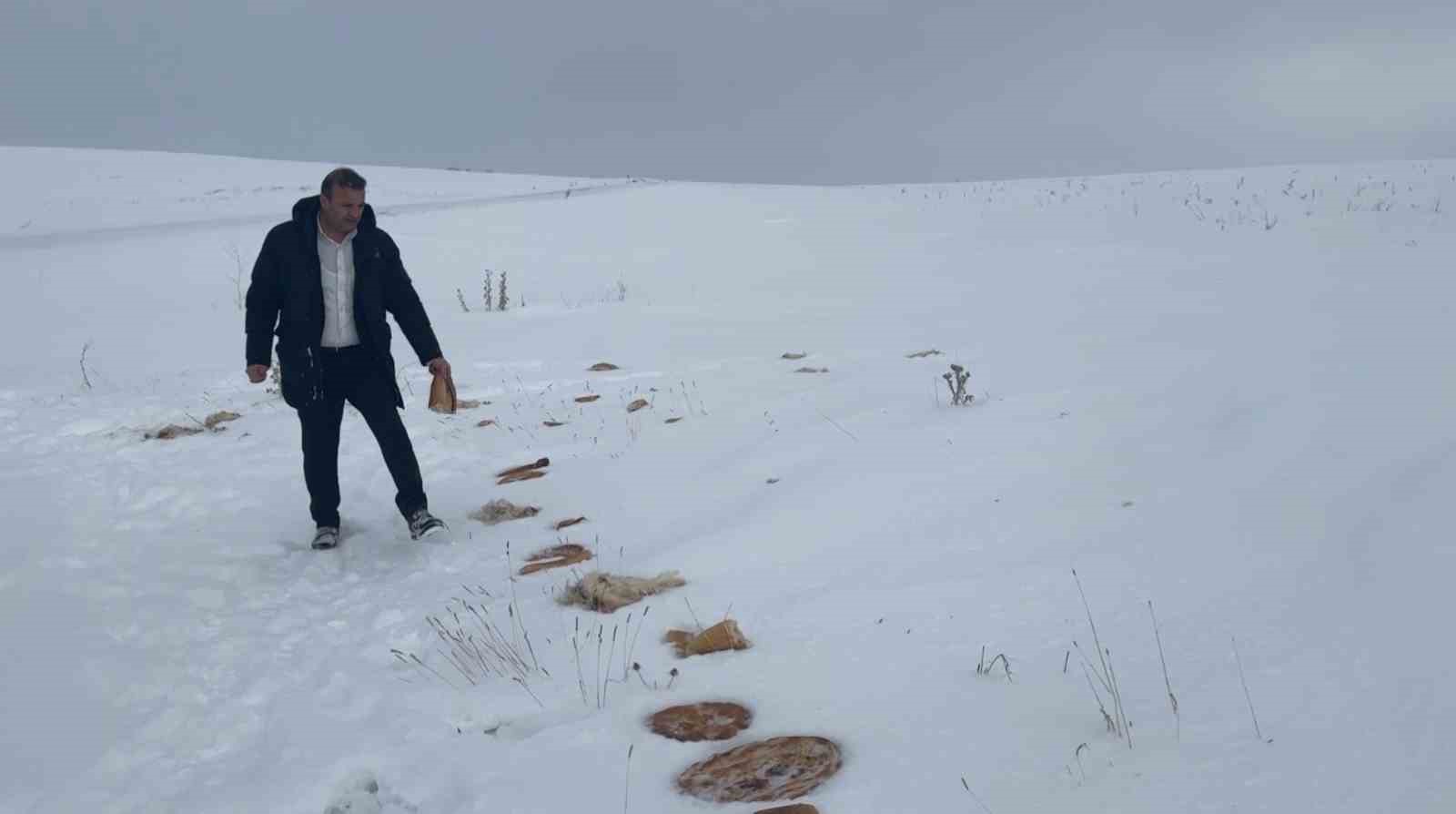 koyun k busu olan kurtlar icin araziye yiyecek birakildi 2 FfQ9eYQw