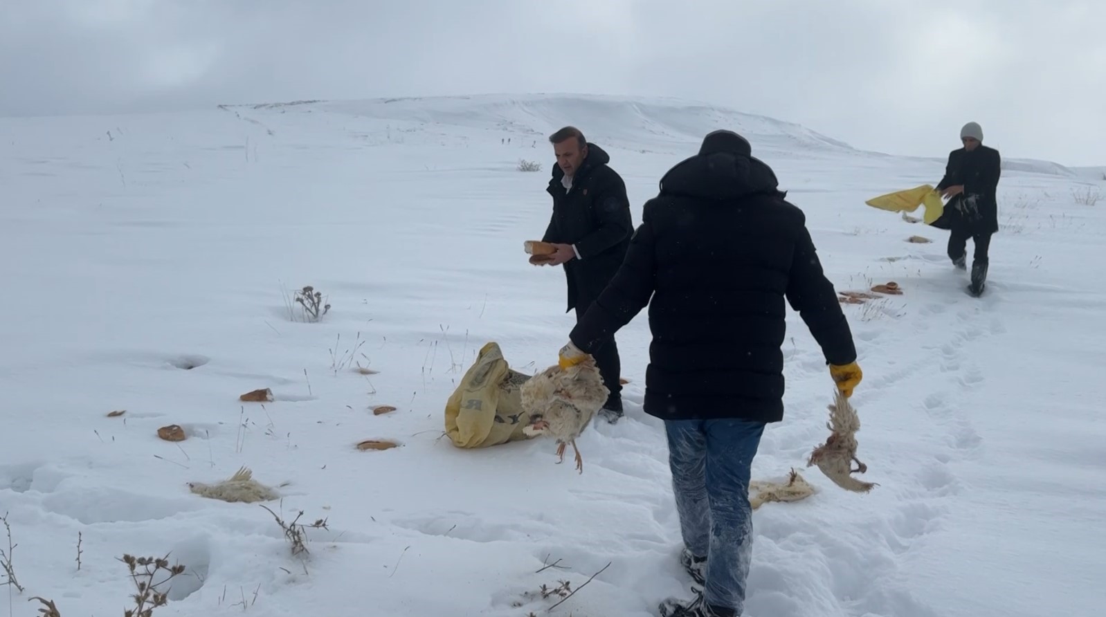 koyun k busu olan kurtlar icin araziye yiyecek birakildi 3 GMPtlABQ
