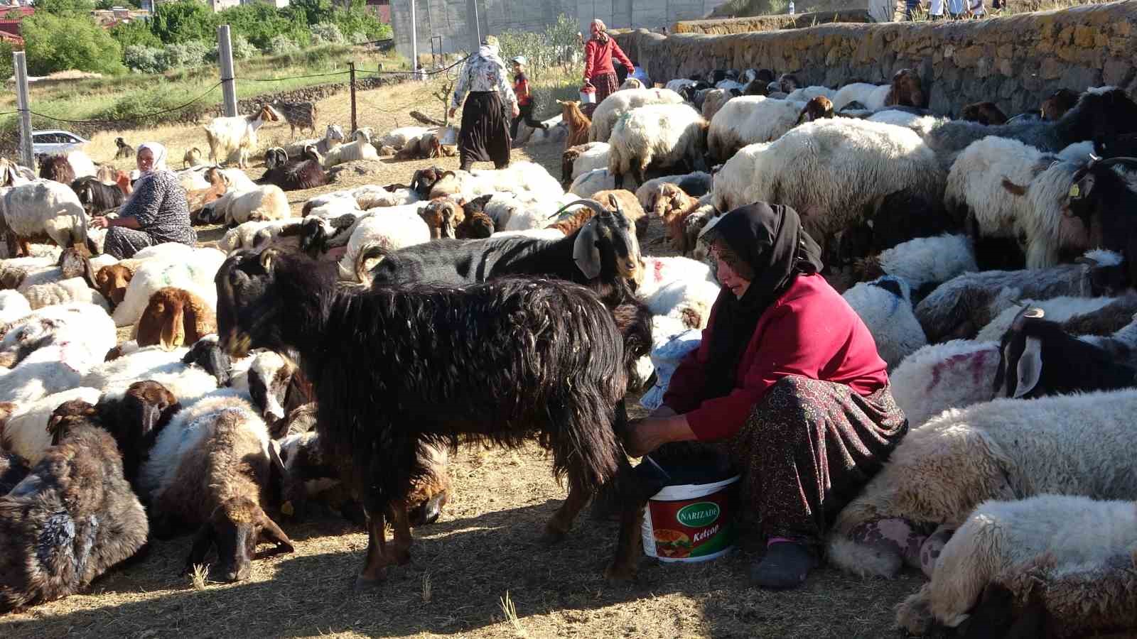 koyun surulerinin tozlu yolculugu gorsel solene donusuyor 5 986qY94K