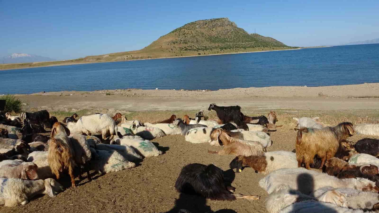koyun surulerinin tozlu yolculugu gorsel solene donusuyor 6 kudmK6G6