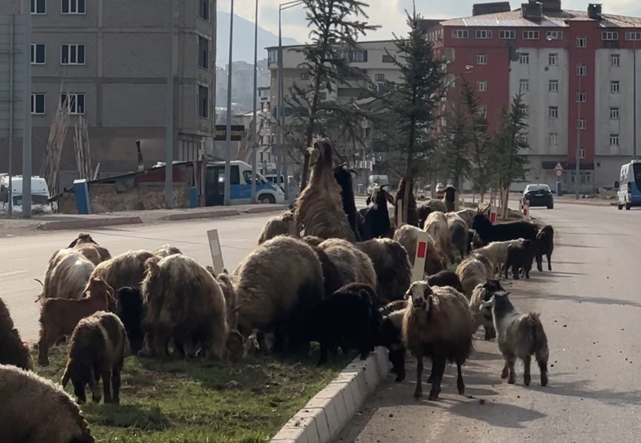 koyunlar refujde otladi suruculer bekledi 0 iC7aumMH