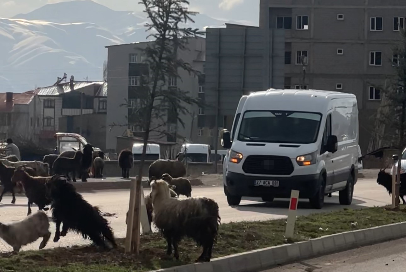 koyunlar refujde otladi suruculer bekledi 1 dNmkJFUn