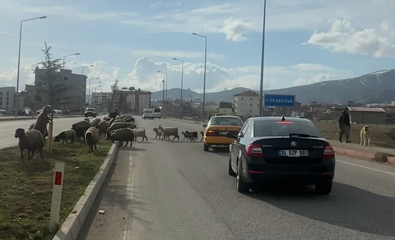 koyunlar refujde otladi suruculer bekledi 2 M89A5m2F