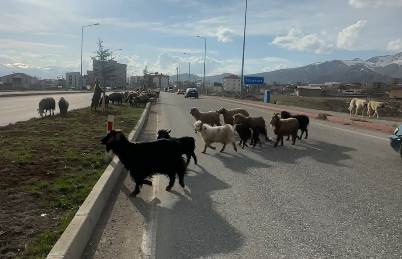 koyunlar refujde otladi suruculer bekledi 3 OtyUG22w