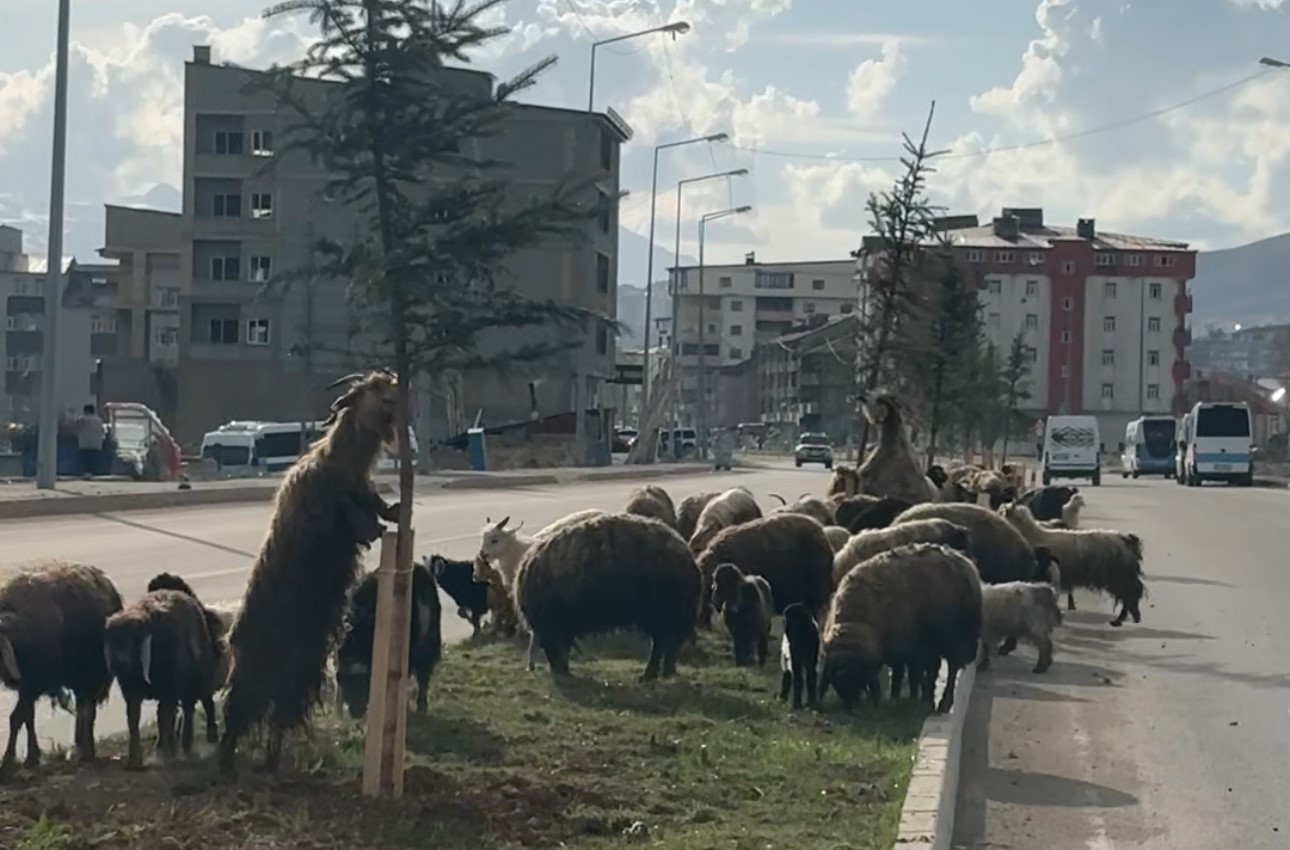 koyunlar refujde otladi suruculer bekledi 4 klpz5BfF