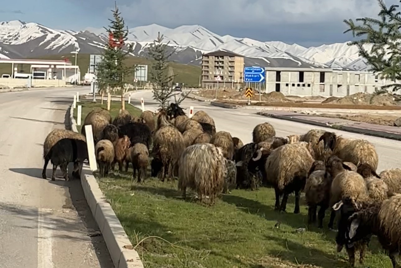 koyunlar refujde otladi suruculer bekledi 5 yjmGrPTu