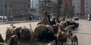 koyunlar-refujde-otladi-suruculer-bekledi-EnejP6QL.jpg