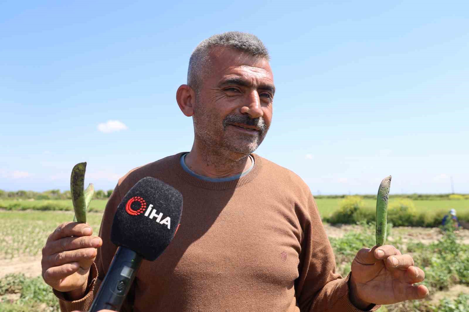 kozan bezelyesi gorunumuyle karadeniz hamsisine benzetildi 0 2AamljM8