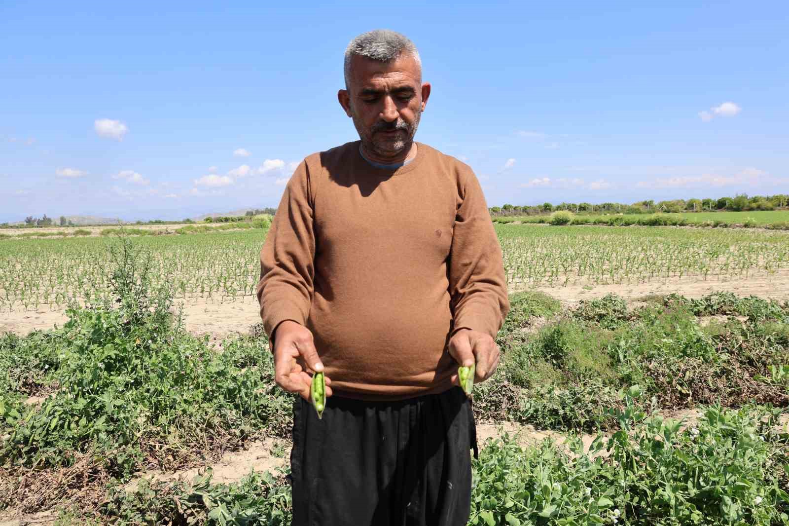 kozan bezelyesi gorunumuyle karadeniz hamsisine benzetildi 3 LWQCutQc