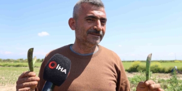 kozan-bezelyesi-gorunumuyle-karadeniz-hamsisine-benzetildi-JgHPBpFk.jpg