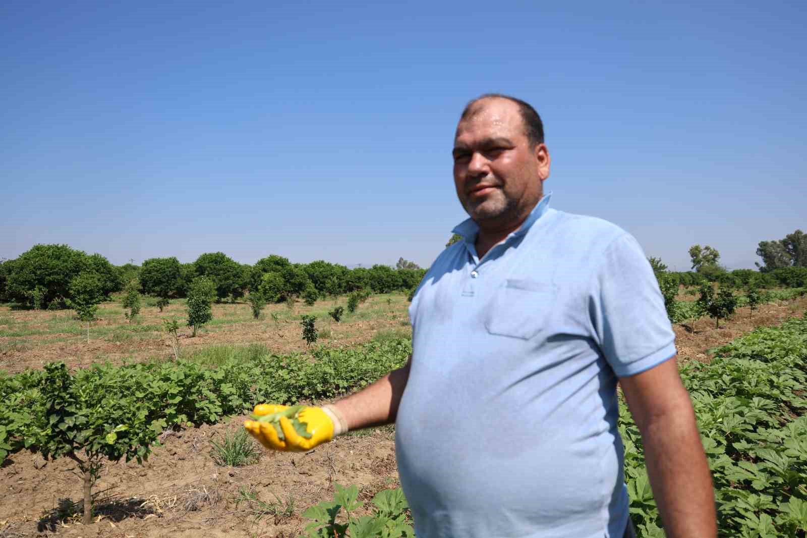 Kozan’da bamya hasadı başladı, tarlada kilosu 150 TL 4 kozanda bamya hasadi basladi tarlada kilosu 150 tl 0 EPIhtTgM