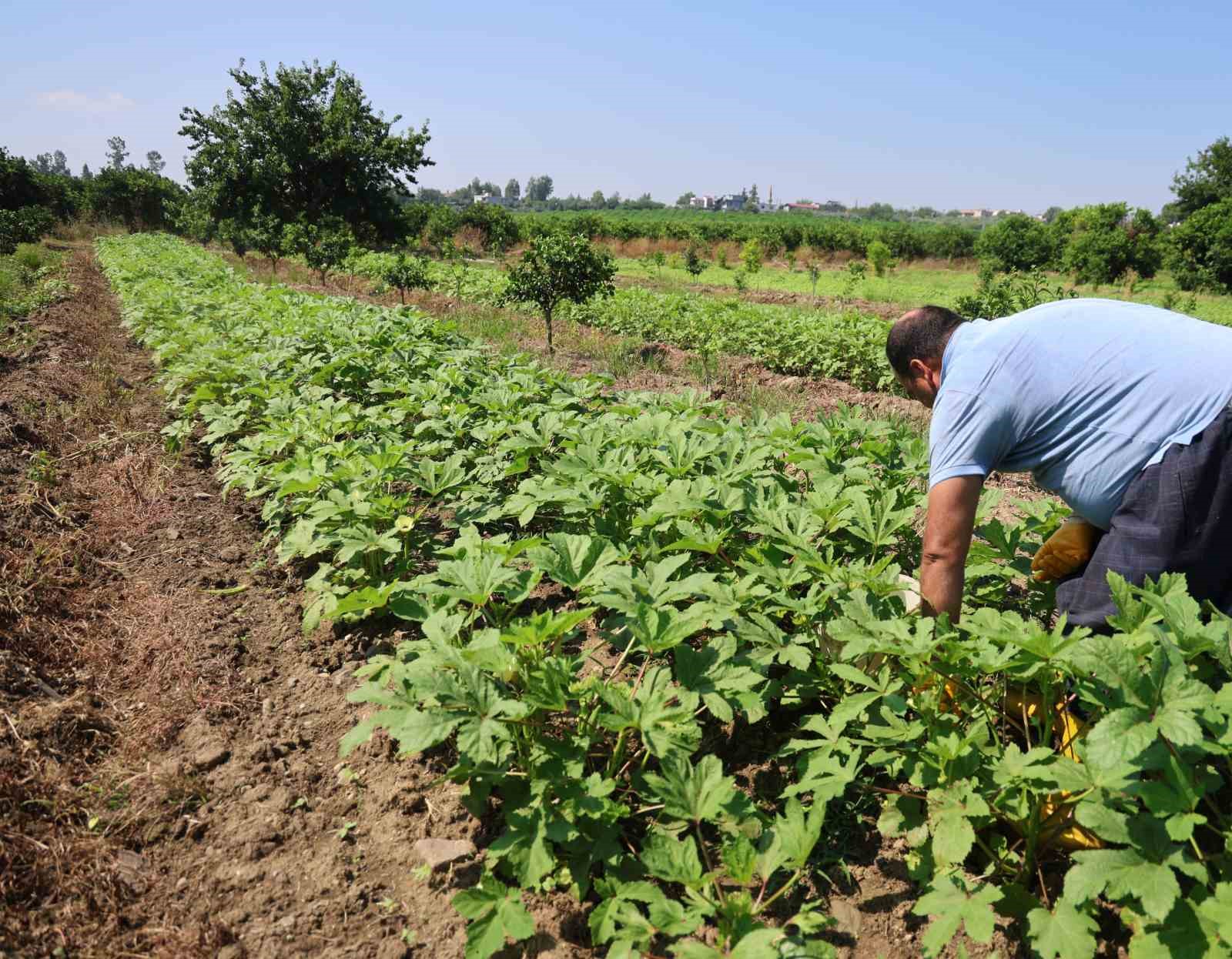 Kozan’da bamya hasadı başladı, tarlada kilosu 150 TL 5 kozanda bamya hasadi basladi tarlada kilosu 150 tl 1 nAsAgbsj