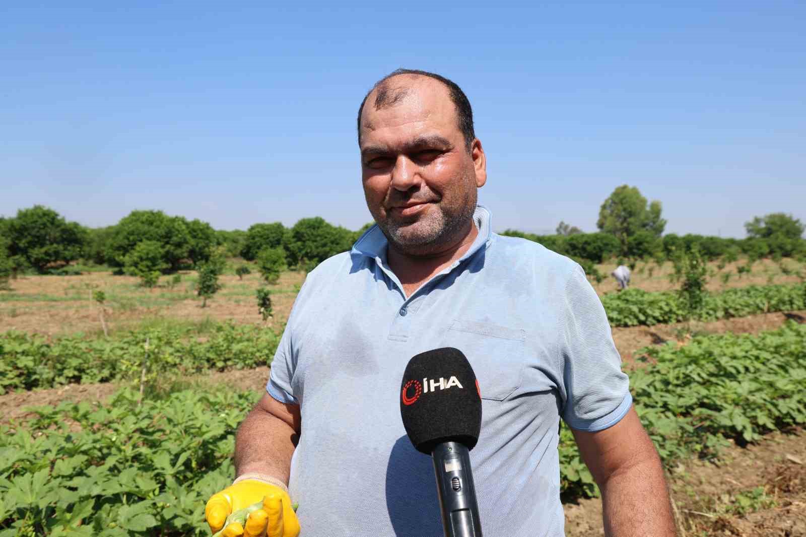 Kozan’da bamya hasadı başladı, tarlada kilosu 150 TL 7 kozanda bamya hasadi basladi tarlada kilosu 150 tl 3 YknSBiyX