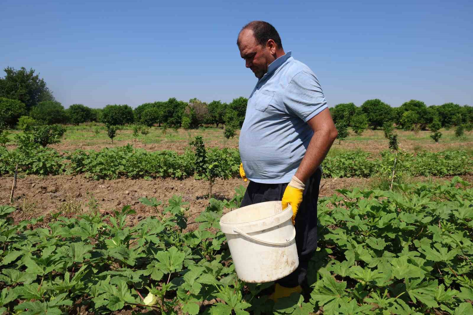 Kozan’da bamya hasadı başladı, tarlada kilosu 150 TL 8 kozanda bamya hasadi basladi tarlada kilosu 150 tl 4 3W5SEJzk