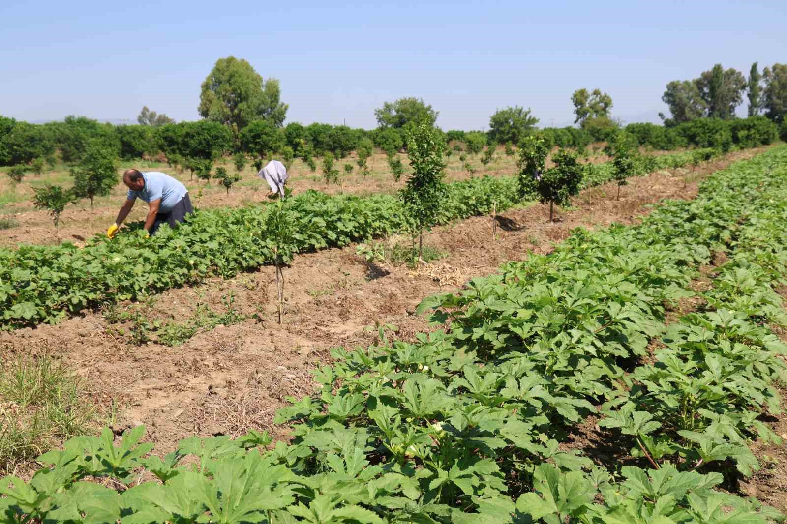 Kozan’da bamya hasadı başladı, tarlada kilosu 150 TL 9 kozanda bamya hasadi basladi tarlada kilosu 150 tl 5 8NA2ZnSD