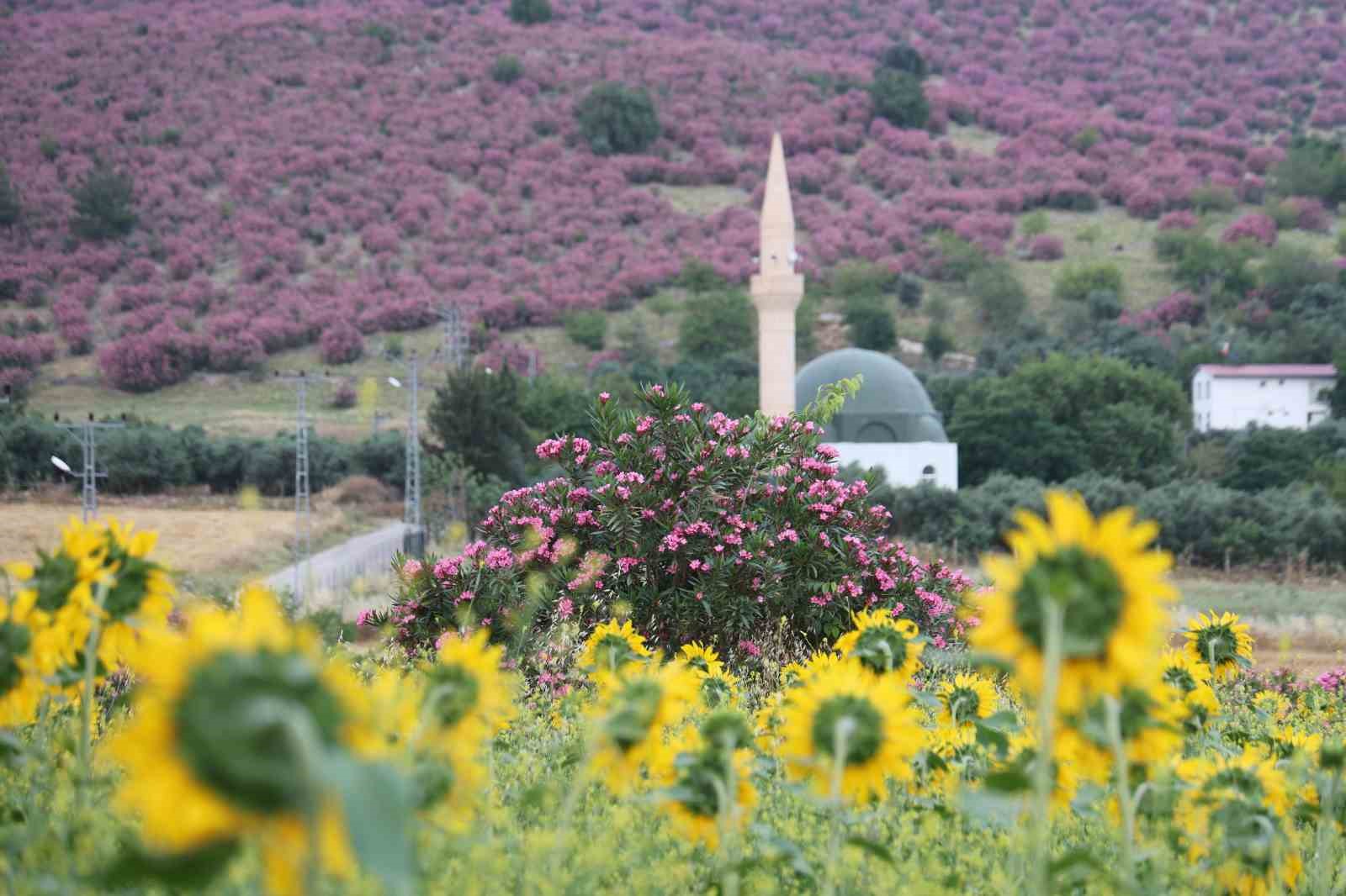 kozanda daglar pembeye ova gunebakanlarla sariya burundu 0 Dl1gDKdn