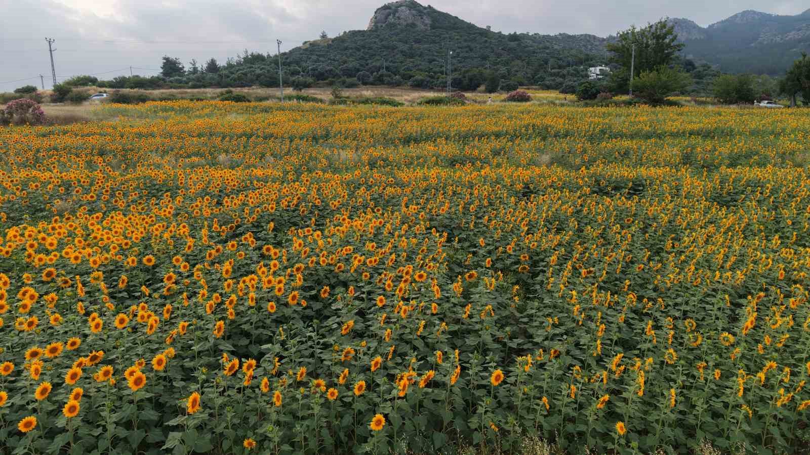 kozanda daglar pembeye ova gunebakanlarla sariya burundu 2 QtX7aT3X