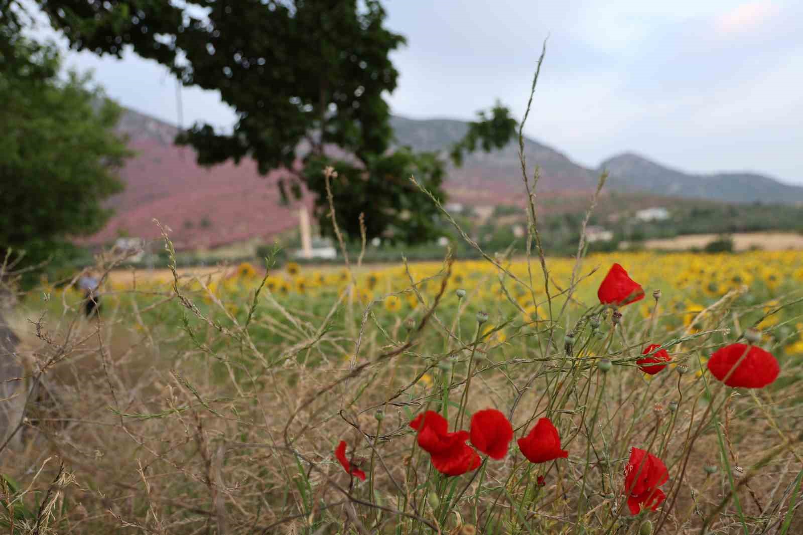 kozanda daglar pembeye ova gunebakanlarla sariya burundu 4 D2fYjNGY