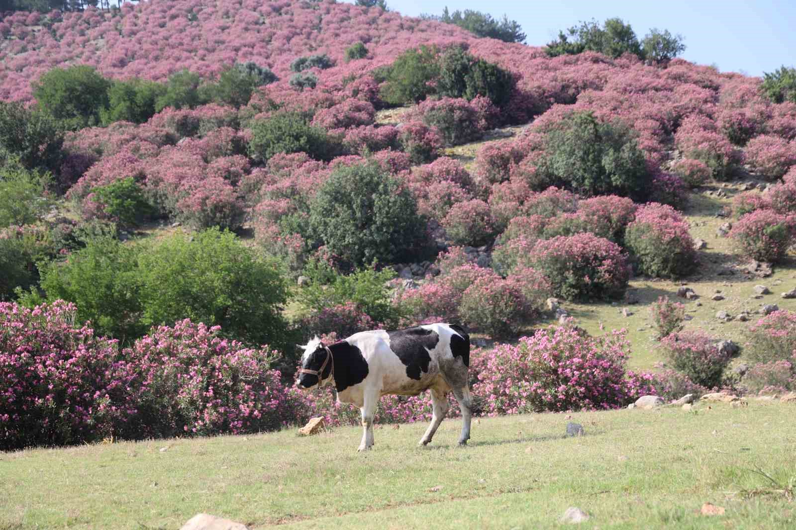 kozanda daglar pembeye ova gunebakanlarla sariya burundu 5