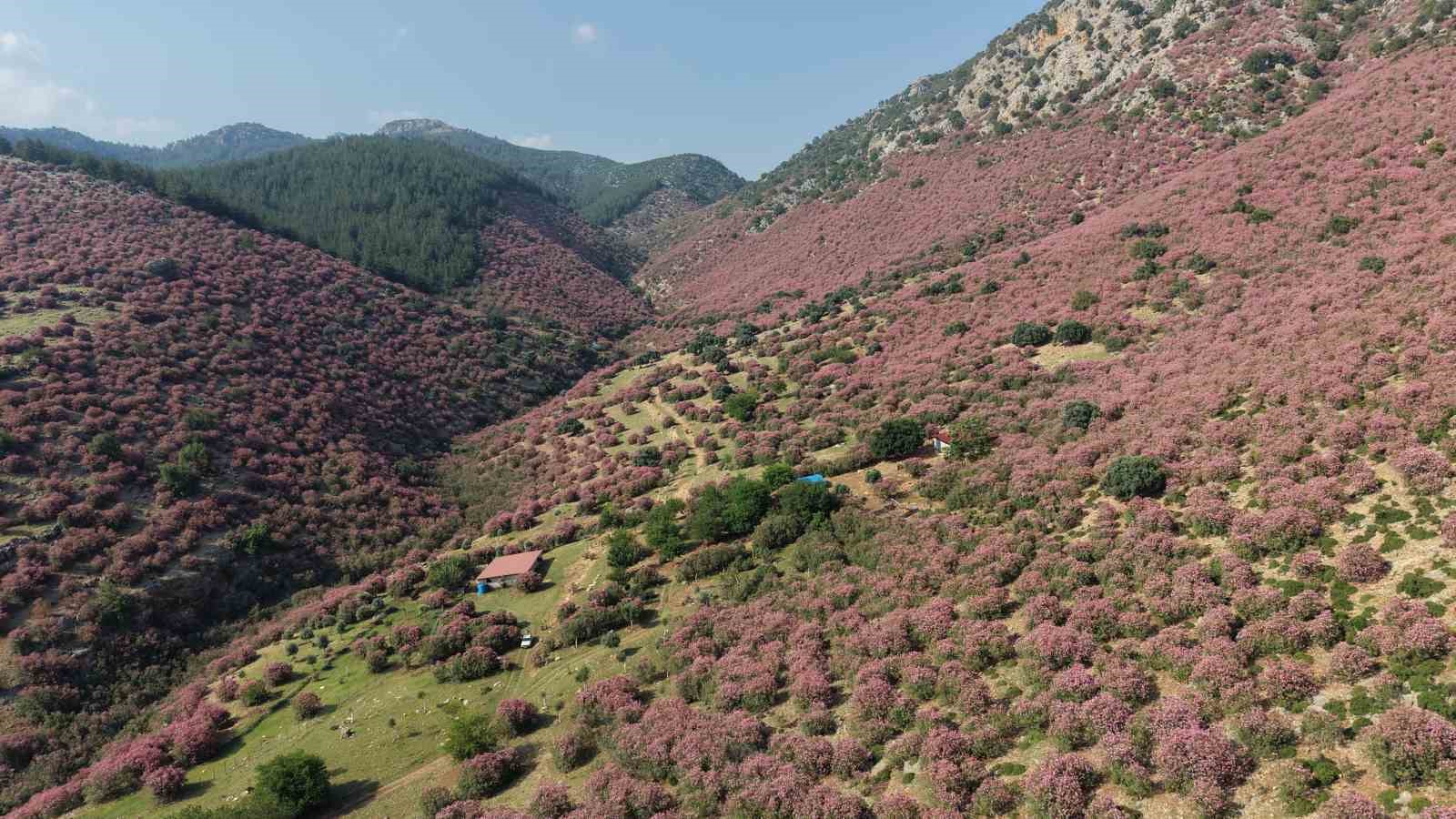 kozanda daglar pembeye ova gunebakanlarla sariya burundu 6 XOnBTftT