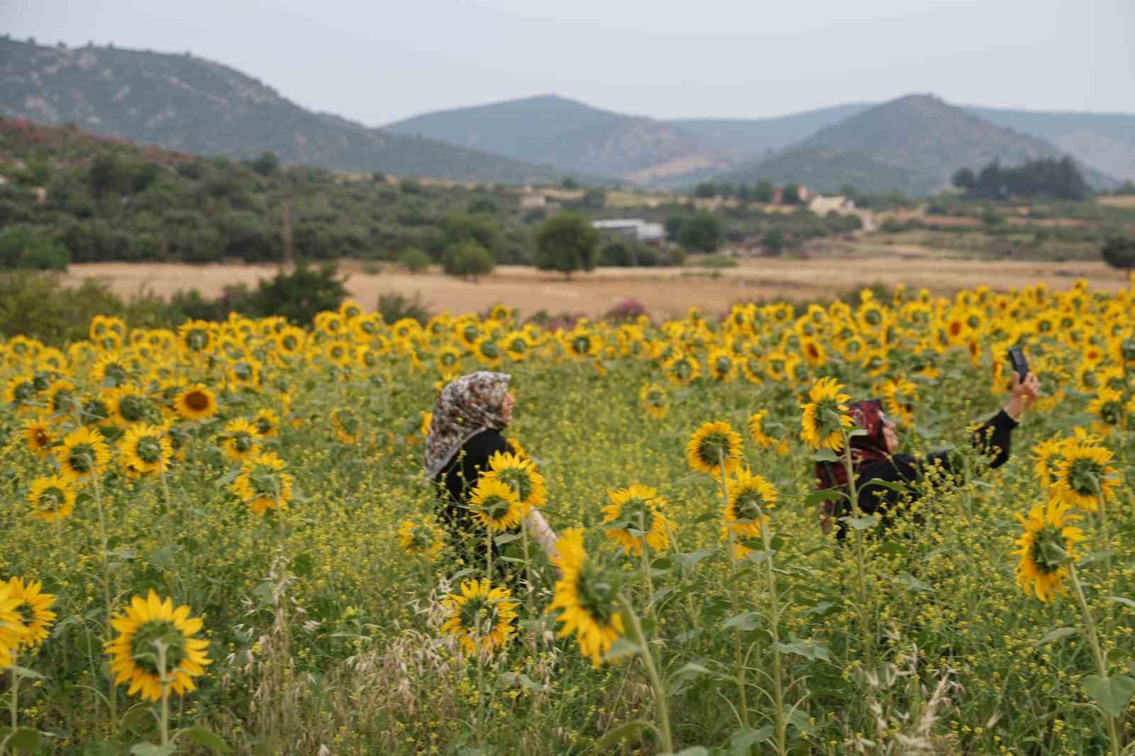 kozanda daglar pembeye ova gunebakanlarla sariya burundu 7 h8KYMzX5