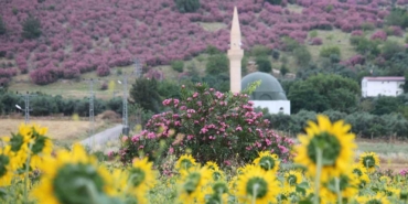 kozanda-daglar-pembeye-ova-gunebakanlarla-sariya-burundu-hWJJ22Nq.jpg