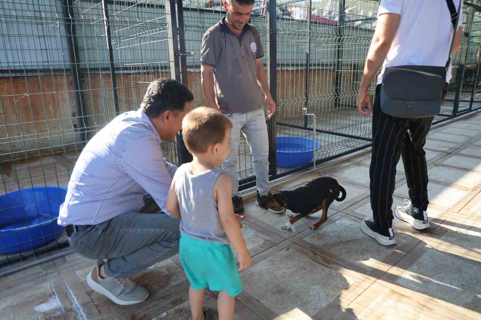 Kozan’da hedef sıfır sahipsiz sokak hayvanı 4 kozanda hedef sifir sahipsiz sokak hayvani 0 UElCMpat