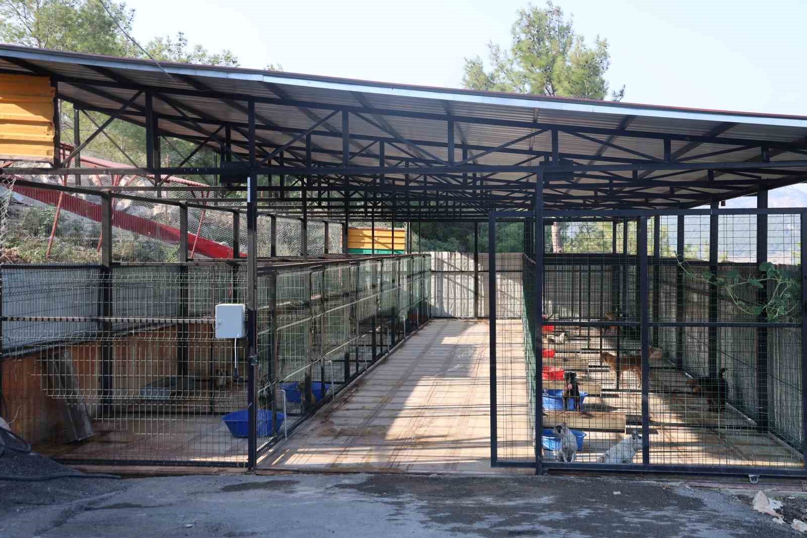 Kozan’da hedef sıfır sahipsiz sokak hayvanı 7 kozanda hedef sifir sahipsiz sokak hayvani 3 5ZMynqge