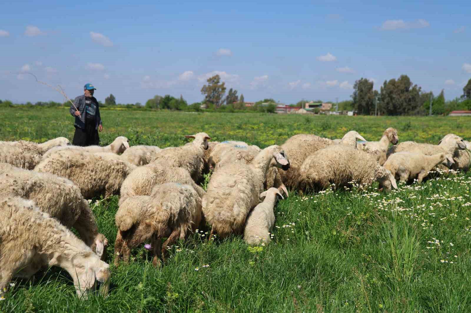 kozanda islah edilen mera alani dualarla acildi suruler alanda otlamaya basladi 2 1ZZKnbmy