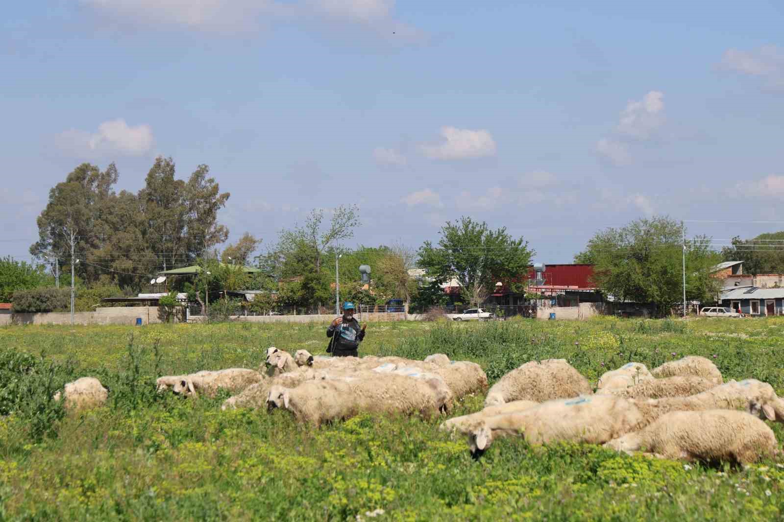 kozanda islah edilen mera alani dualarla acildi suruler alanda otlamaya basladi 3 Nj3I9Xtc
