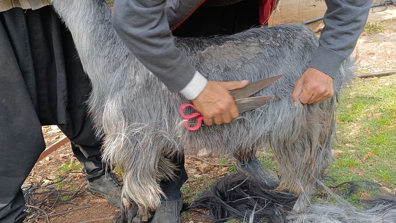 kozanda kecilere yaz bakimi 3 79bKtUbl