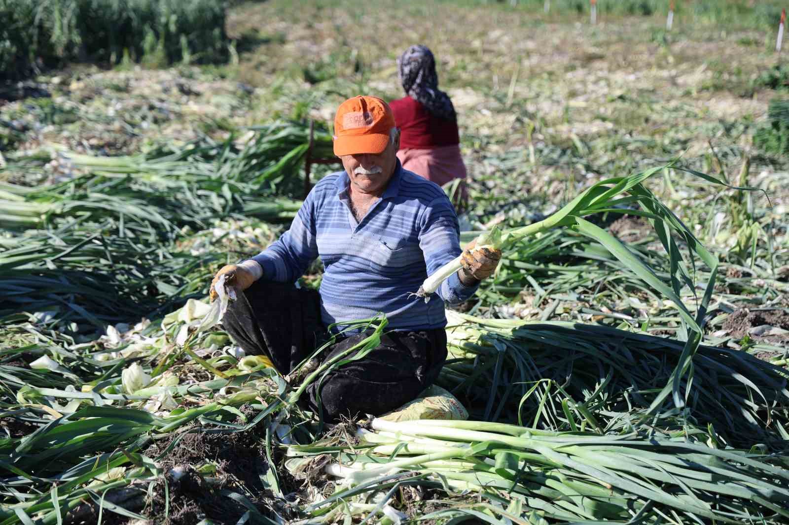 kozanda pirasa hasadi basladi 20 22 tlden alici buluyor 2