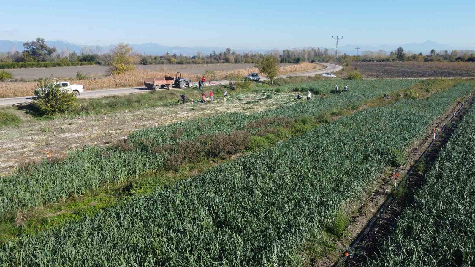 kozanda pirasa hasadi basladi 20 22 tlden alici buluyor 4 DSFTAGqj