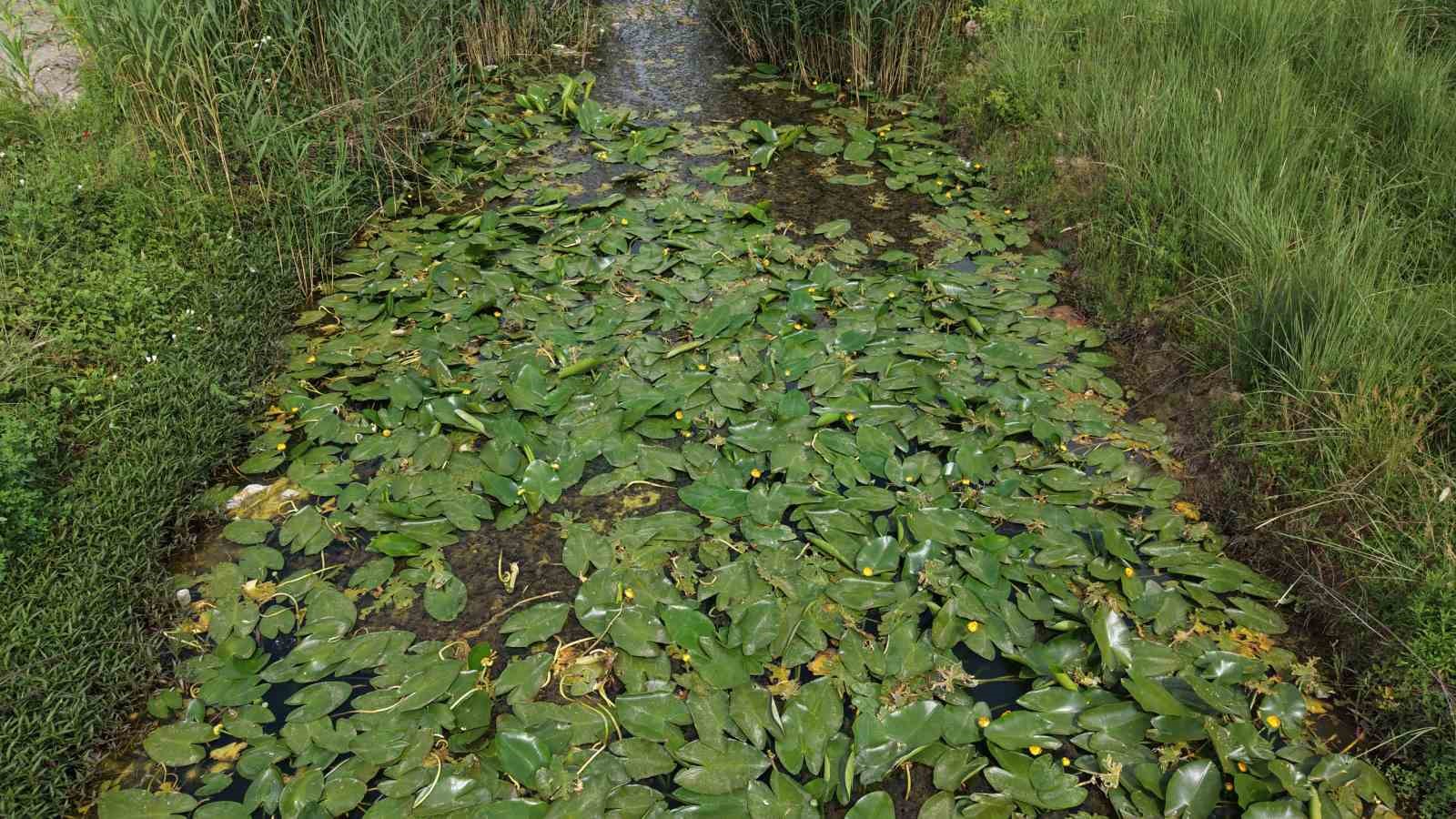 kozanda sari nilufer cicekleri mest etti 2 PTNwbF1p