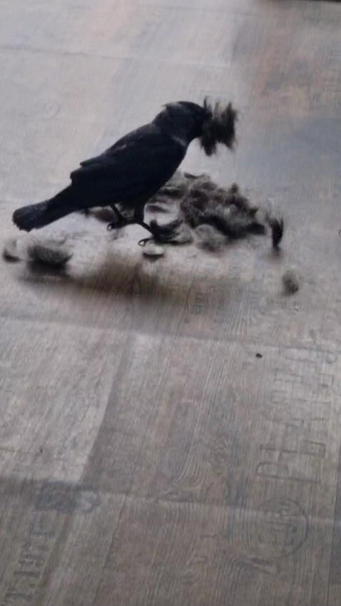 kuafor ciragi karga 7 NJLJvcQp