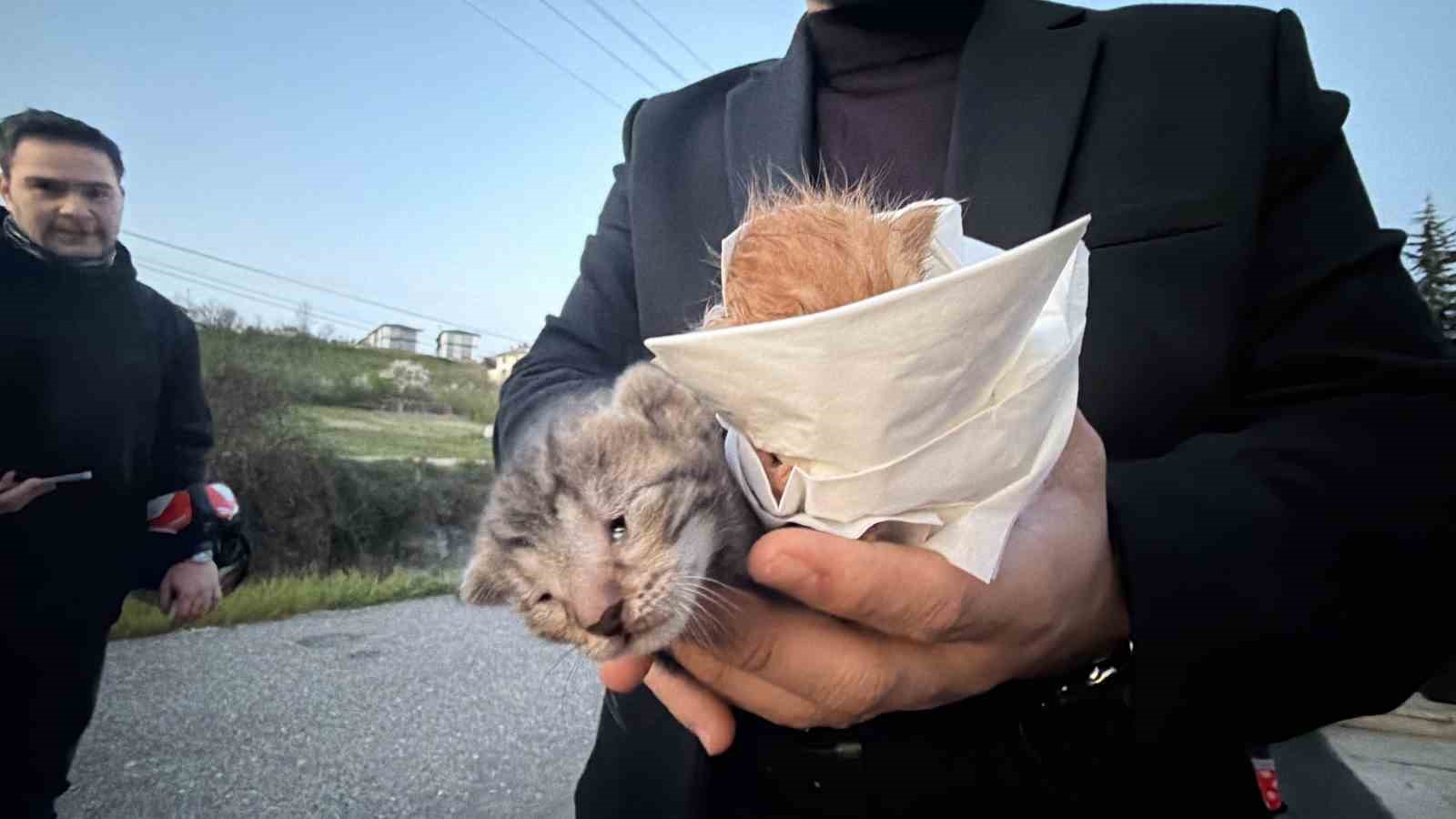 kucuk kizin duyarliligi sayesinde 2 yavru kedi kurtarildi 0 Lfq35Kdz
