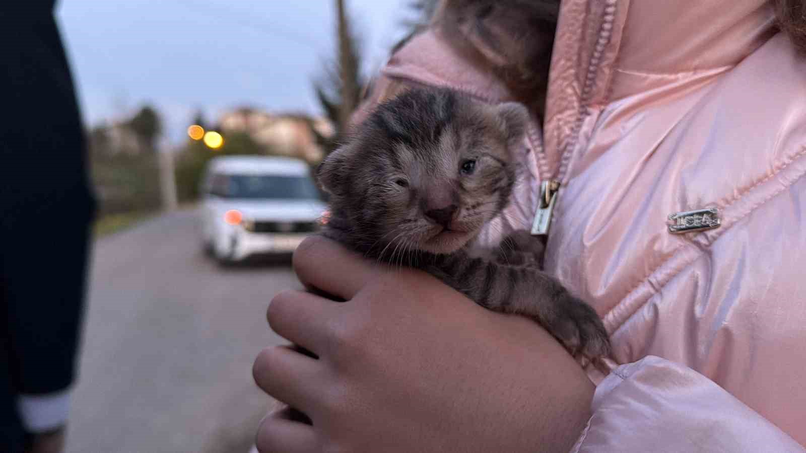 kucuk kizin duyarliligi sayesinde 2 yavru kedi kurtarildi 1 kTJkXGpE