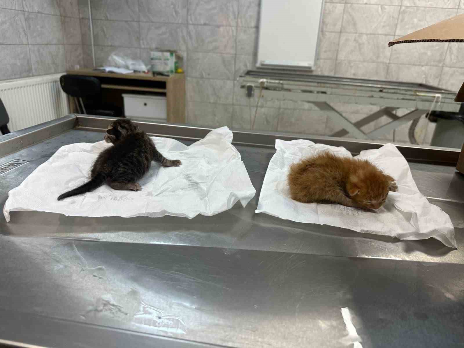 kucuk kizin duyarliligi sayesinde 2 yavru kedi kurtarildi 4 vcwWSap9