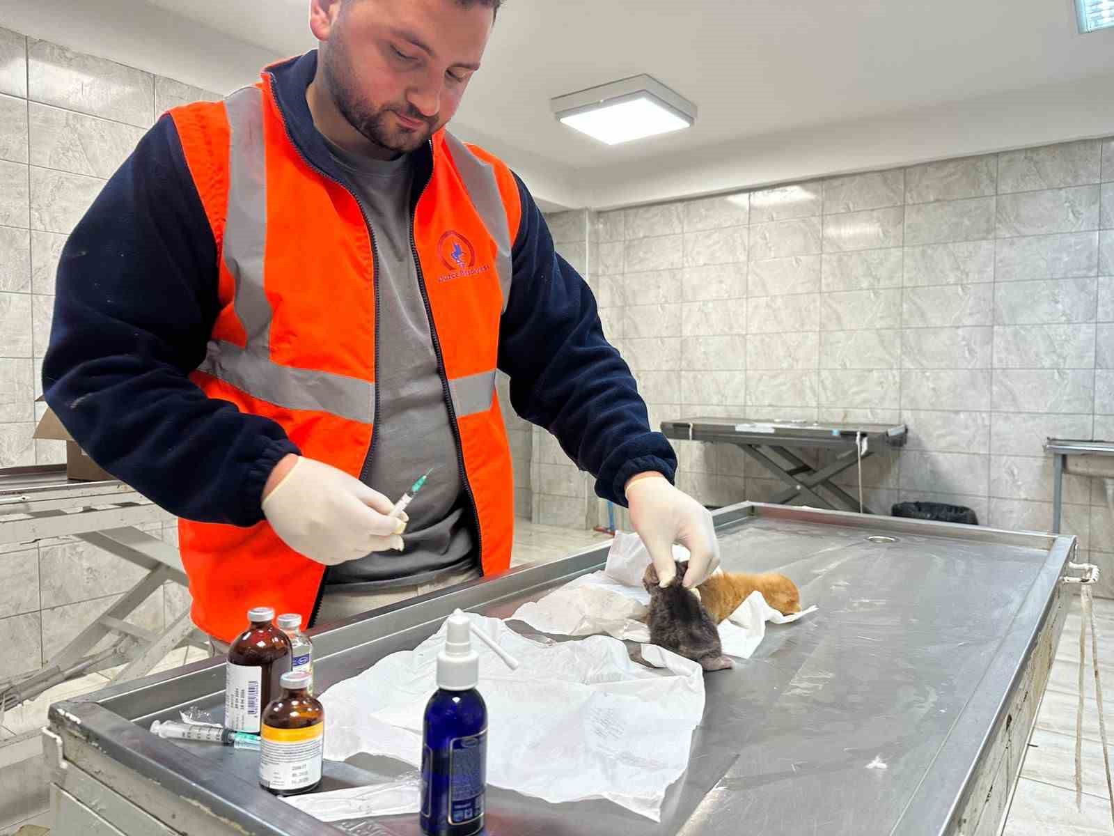 kucuk kizin duyarliligi sayesinde 2 yavru kedi kurtarildi 5