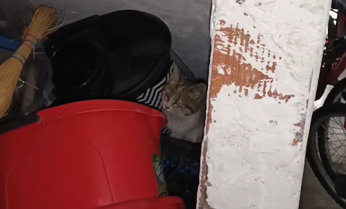 kucuk yaser kaanin dikkati kediyi kurtardi 4