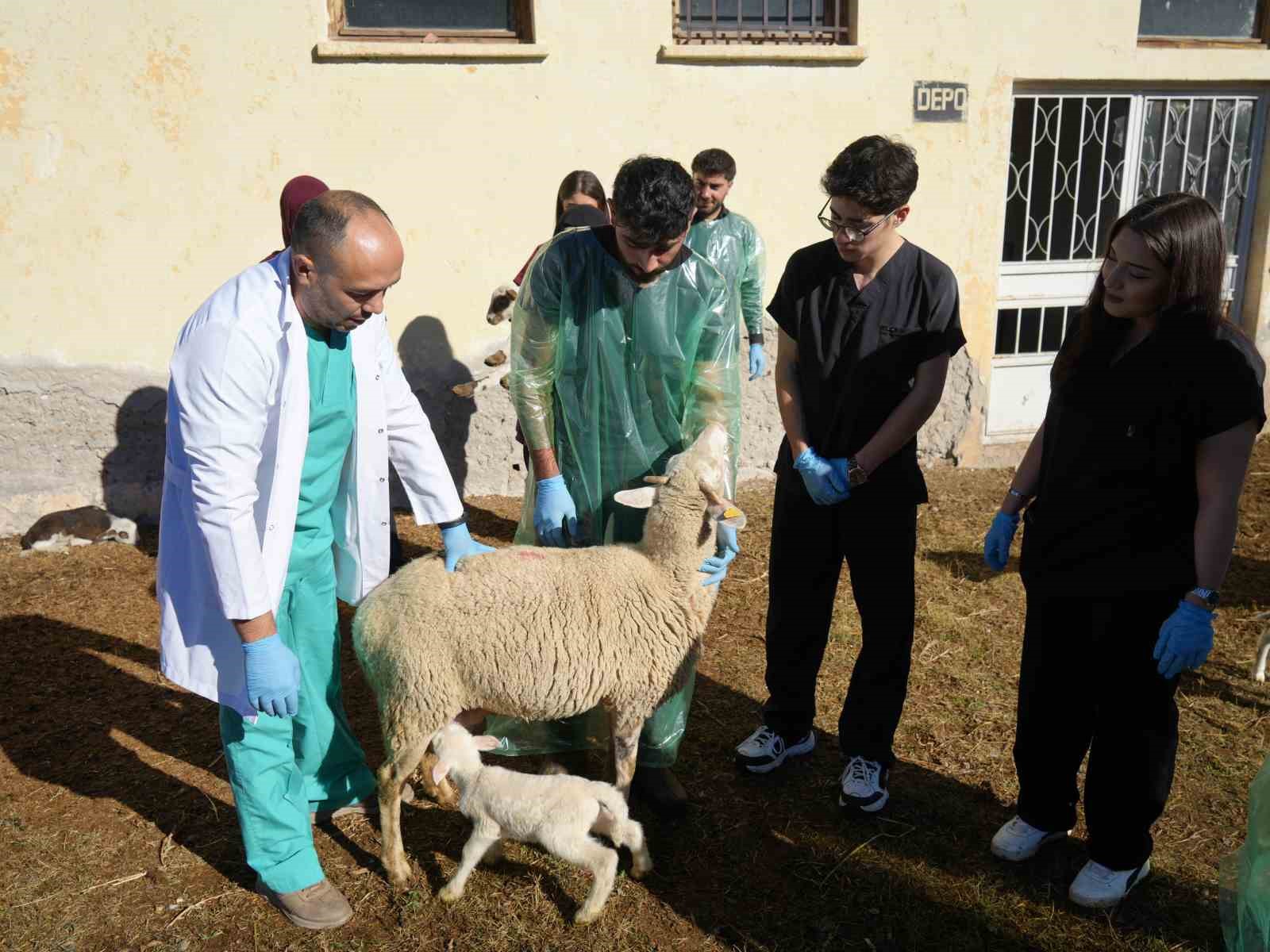 Küçükbaş hayvancılığa akademik dokunuş: 13 koyun 24 süt kuzusu doğurdu 4 kucukbas hayvanciliga akademik dokunus 13 koyun 24 sut kuzusu dogurdu 0 N3TUMMIu