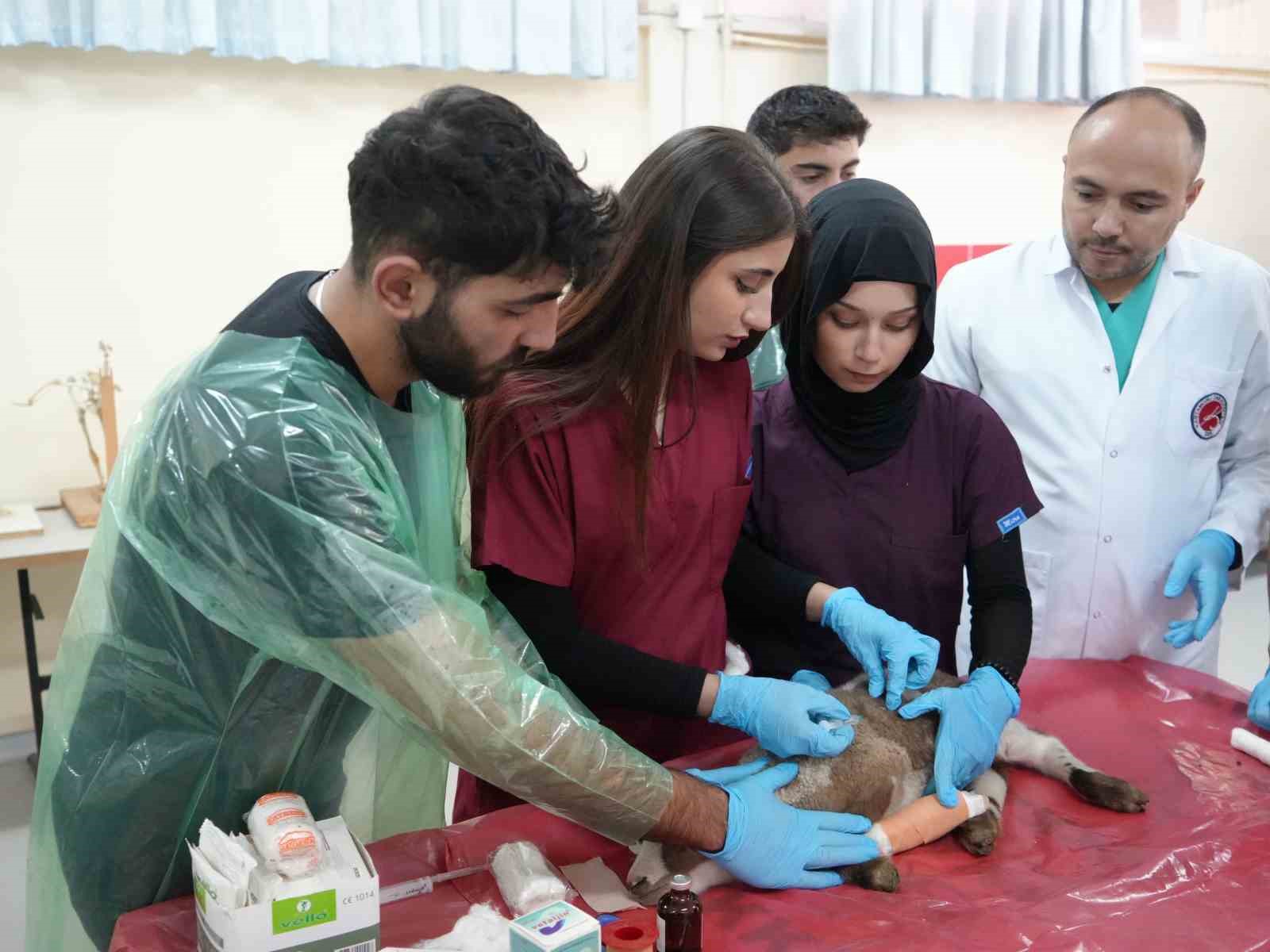 Küçükbaş hayvancılığa akademik dokunuş: 13 koyun 24 süt kuzusu doğurdu 7 kucukbas hayvanciliga akademik dokunus 13 koyun 24 sut kuzusu dogurdu 3 vfGXRCiY