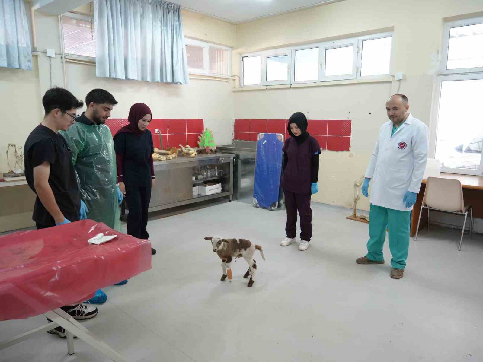 Küçükbaş hayvancılığa akademik dokunuş: 13 koyun 24 süt kuzusu doğurdu 10 kucukbas hayvanciliga akademik dokunus 13 koyun 24 sut kuzusu dogurdu 6 ZcXgZ7NZ