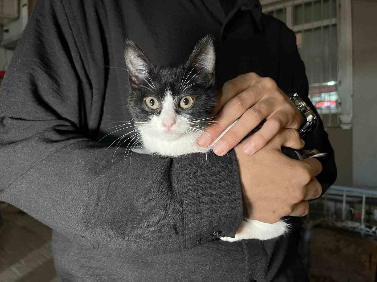 Küçükçekmece’de 7’inci kattan düşen kedi şemsiye ile kurtarıldı 6 kucukcekmecede 7inci kattan dusen kedi semsiye ile kurtarildi 2 ehH4XyqA