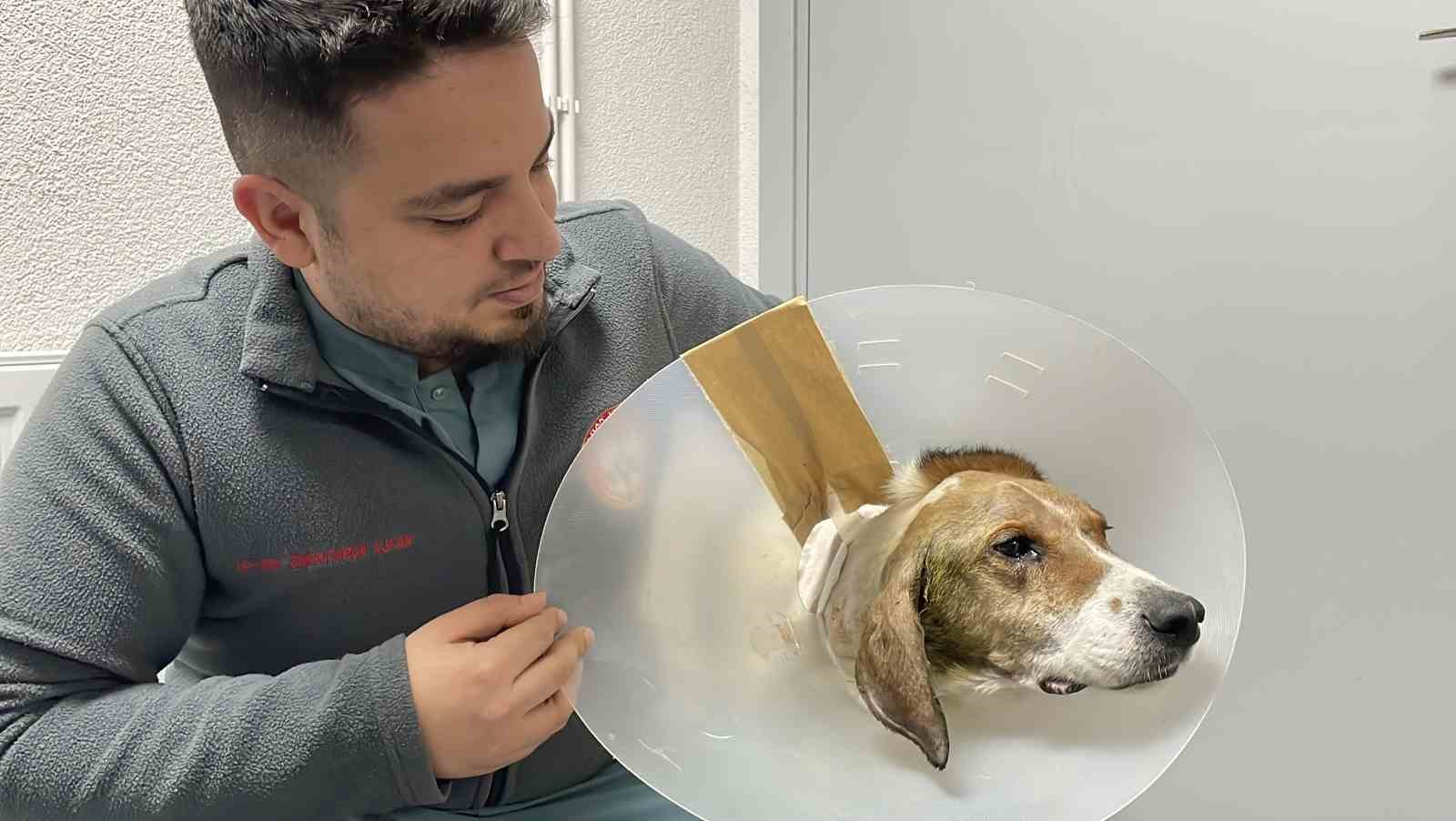 kulagindan beynine tumor yayilan sokak kopegi zorlu operasyonla hayata tutundu 1 EuuJZVcQ
